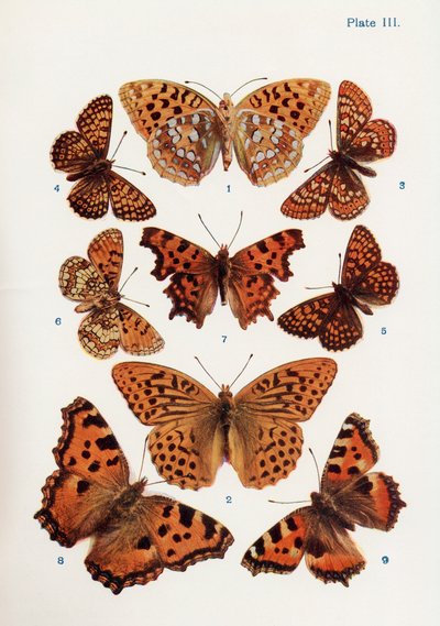 Different types of butterflies, illustration from the book Butterflies, Moths and Other Insects and Creatures of the Countryside, published 1927 by William Samuel Furneaux